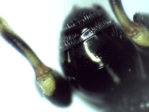 Brachymeria sp.